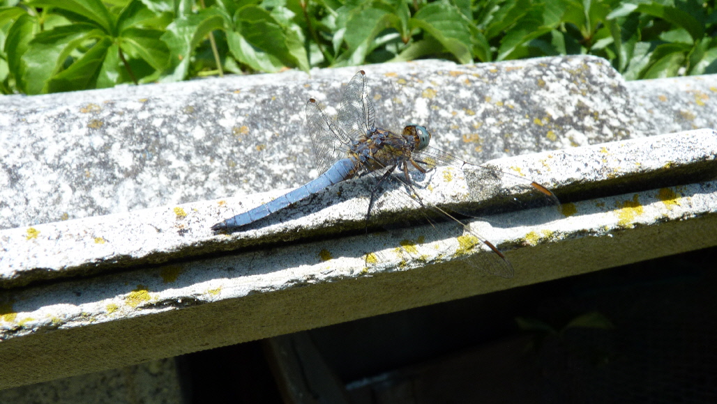 Conferma determinazione Orthetrum coerulescens